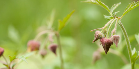 blooming flowers Geranium with buds in a summer morning meadow