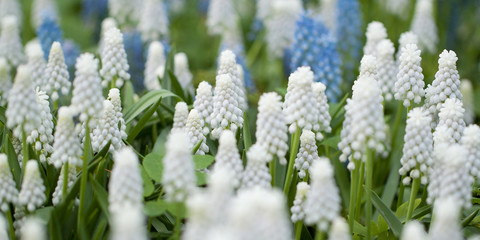 delicate white and blue muscari flowers blooming in the summer field - obrazy, fototapety, plakaty