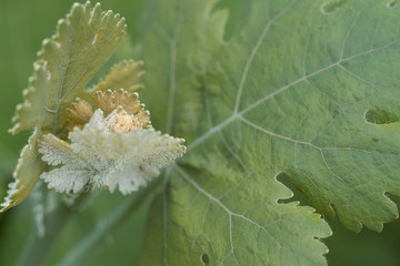 celandine branch with young tender leaves