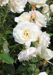 White roses in an English garden, Derbyshire
