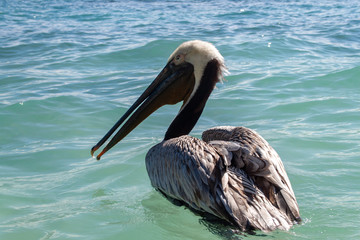 Pelicano