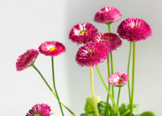 Pink English daisies Bellis perennis on on light background with natural shadow. Seasonal bloom greeting card. Bellasima rose. Beauty nature vibrant red magenta color.Home growing plants on windowsill © KawaiiS
