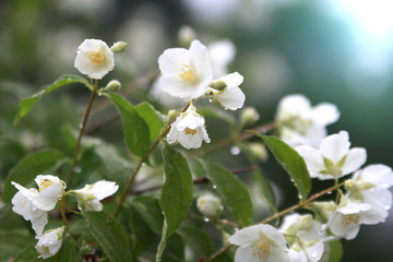 Jasmine blooms. Branches of white flowers glow in the sun. They are fresh after rain.