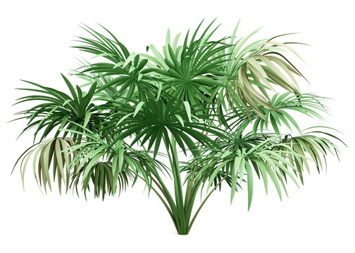 thatch palm tree isolated on white background