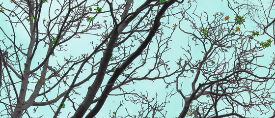 branches of a tree against blue sky
