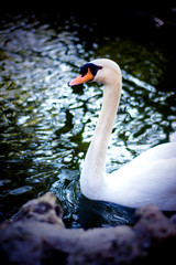 Obraz premium Beautiful white swan on a lake