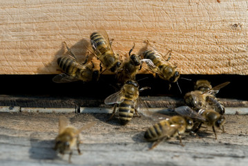 Close up of flying bees. Wooden beehive and bees ( Harmankaya Canyon ), Bilecik Turkey.