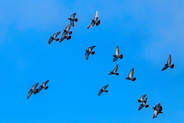 Flock of pigeons flying on the blue sky. Rock dove or common pigeon (Columba livia).