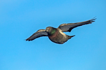 Obraz premium Pigeon flying on the blue sky. Rock dove or common pigeon (Columba livia).