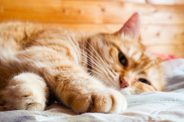 Fototapeta na wymiar Ginger cat years on the bed in a blanket. cozy home and relax concept.