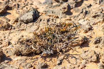Stone desert jiddat al Harasis along the coastal road to Salalah in Oman