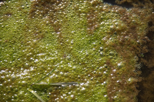 Green micro algae bubbles in a swamp 