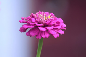 Close up of pink Zinnia flower on a stem growing in the garden. Zinnia elegans.