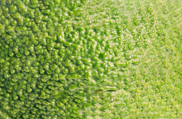 texture of green avacado