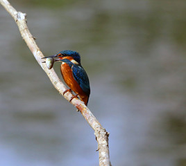 Kingfisher with a large fish, Nottinghamshire England