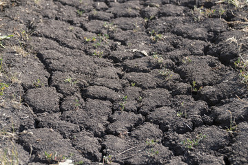 Cracks in the dry ground with small sprouts of grass