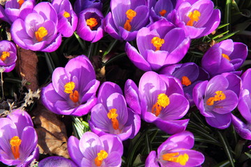 Lots of  big purple crocuses in the spring sun. Large stamens with lots of pollen