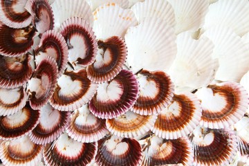 Sea shell isolated as background