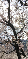 Beautiful flowers of an apricot tree in spring. Flowering tree in the garden