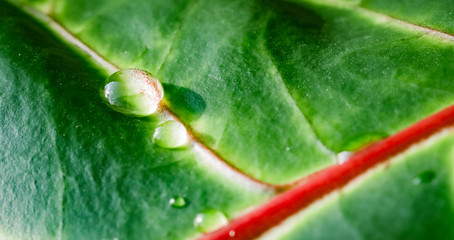 Abstract green background. Macro Croton plant leaf with water drops. Natural backdrop © OLAYOLA