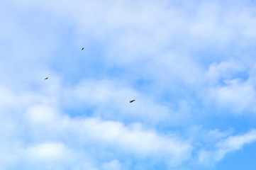 Blue sky with white clouds and three flying birds nice background for several occasions