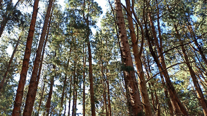 Fototapeta premium trees in the forest