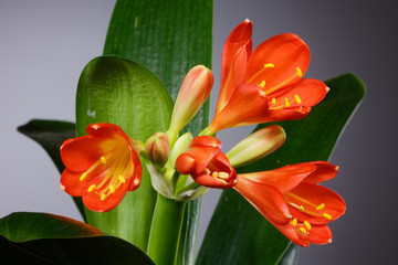 Naklejka premium beautiful big red flowers on a dark background