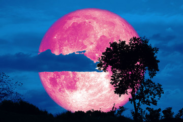 Full Crust pink Moon and silhouette tree in the field and night sky