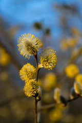 Fototapeta premium Weidekätzchen Salix Laubgehölz Strauch diözisch Allergie Pollen Frühblüher Ast Blüte Nektar Bienen Staubbeutel gelb Fäden Insekten Sauerland Deutschland Makro Nahaufnahme Sonne Abendlicht Ostern Zweig