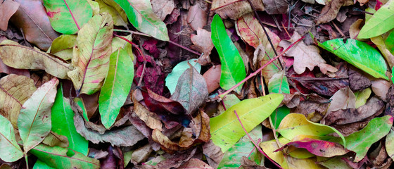 autumn leaves background