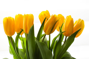 Bouquet of yellow tulips lit by sunlight on a white background