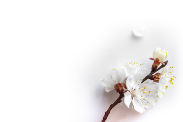 branch of a blossoming cherry on a white background