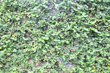 Old concrete wall covered with the green ivy