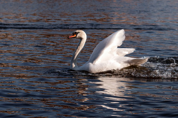 White swan in the Vltava river