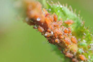 Fototapeta premium Rose with a disease several aphids are located at the branch of this rose aphids are numerous and really close depicted with a really soft green bokeh