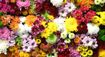 Fotobehang Bloemen muur achtergrond met verbazingwekkende rode, oranje, roze, paarse, groene en witte chrysant bloemen, bruiloft decoratie, handgemaakte mooie bloem muur achtergrond © Basicmoments