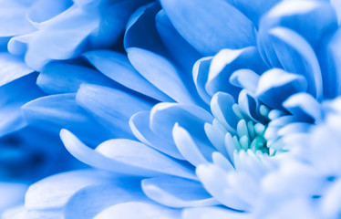 Abstract floral background, blue chrysanthemum flower. Macro flowers backdrop for holiday brand...