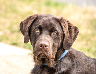 Chocoate Labrador Retriever looking at camera