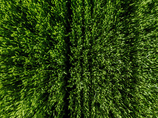 Aerial top view of Green Country Field with row lines.