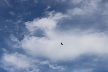 seagull flying in the blue sky