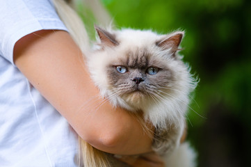 Beautiful longhair british cat in the arms of her mistress