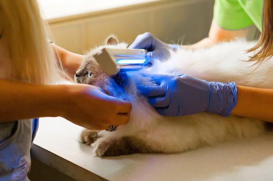 Examination of a white British cat for skin diseases and fungus under an ultraviolet lamp