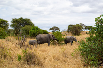 Female elephant taking care of her babies around a tree on the yellow grass of the savanna of Tarangire National Park, in Tanzania