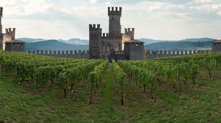 Feld. Weingüter, Essen und Wein. Weinberg.