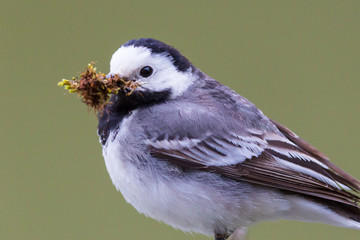 close-up white wagtail (motacilla alba) with nesting material in beak