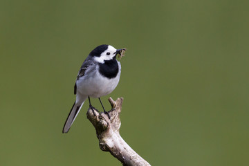 white wagtail (motacilla alba) with insects in beak standing on branch