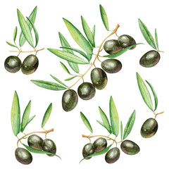 Watercolor illustration of green olive branches. Green olive trees drawing by hand. Botanical illustration on white background. Suitable for prints, design, production, labels