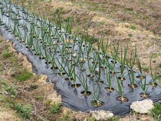 黒いビニールでマルチをした玉ねぎの苗