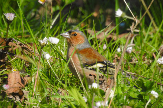 fringuello (Fringilla coelebs) ritratto maschio tra l&igrave;erba del prato