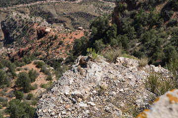 Fototapeta na wymiar Eichhörnchen am Rand des Grand Canyons